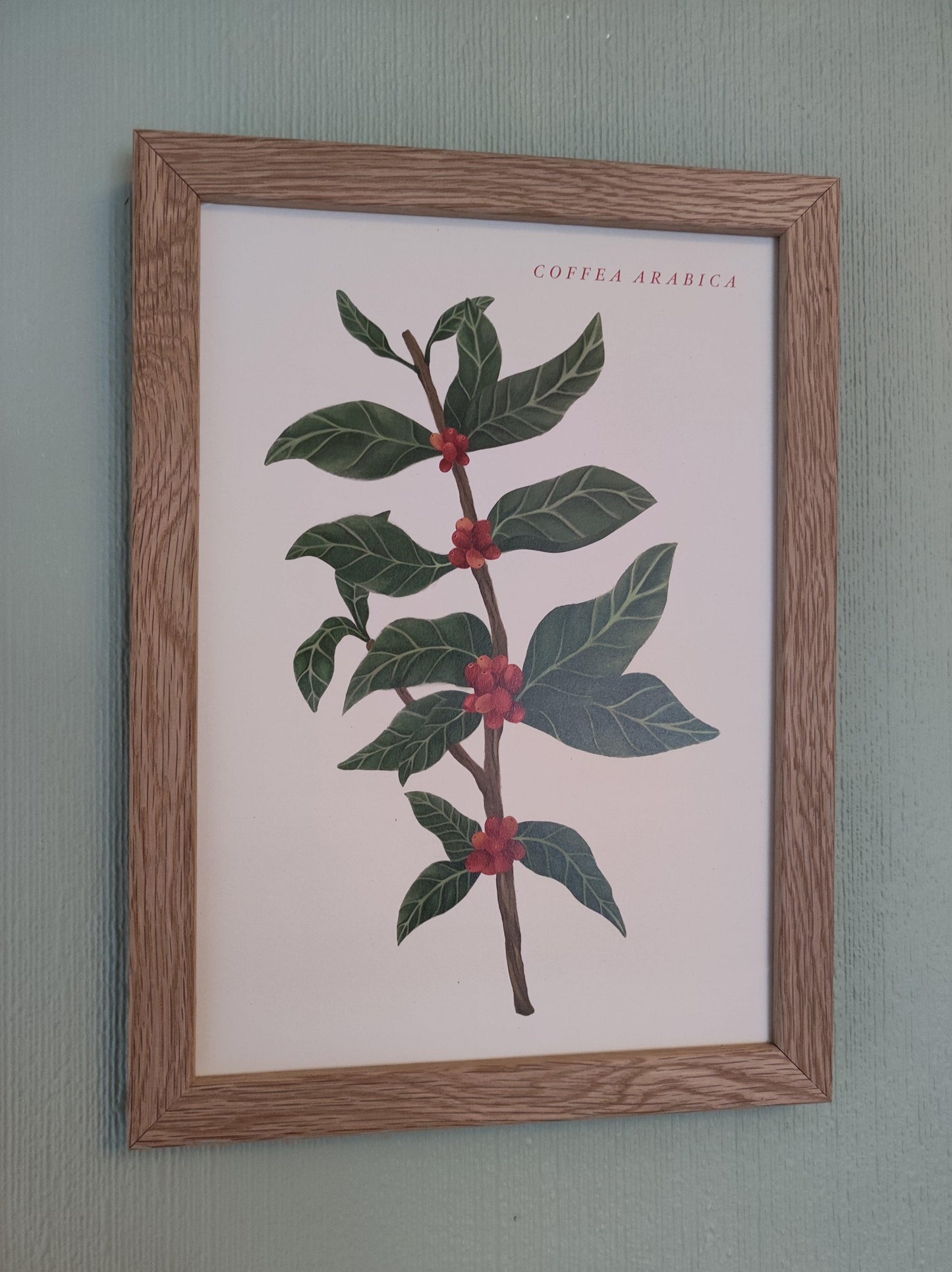 Botanical Coffee Plant Art Print - Sølv Lines