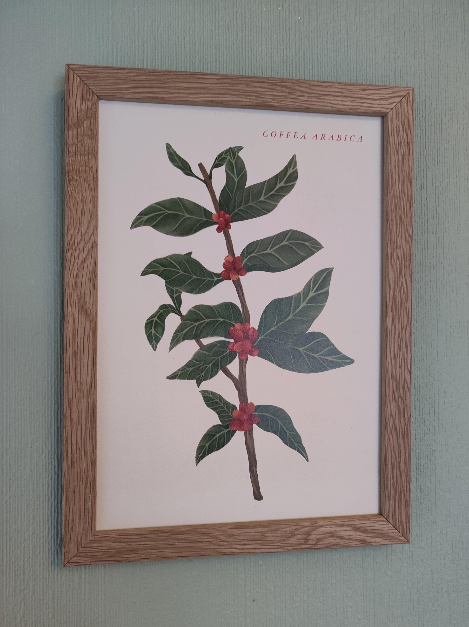 Botanical Coffee Plant Art Print - Sølv Lines