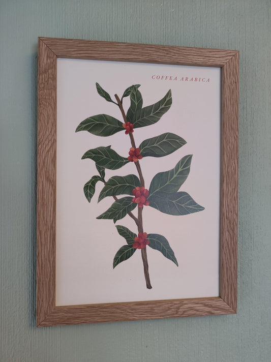 Botanical Coffee Plant Art Print - Sølv Lines